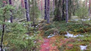 Uzun ağaçlar ve renkli zemin örtüsüyle kaplı sakin bir orman yolu, doğayı keşfetmek için ideal.