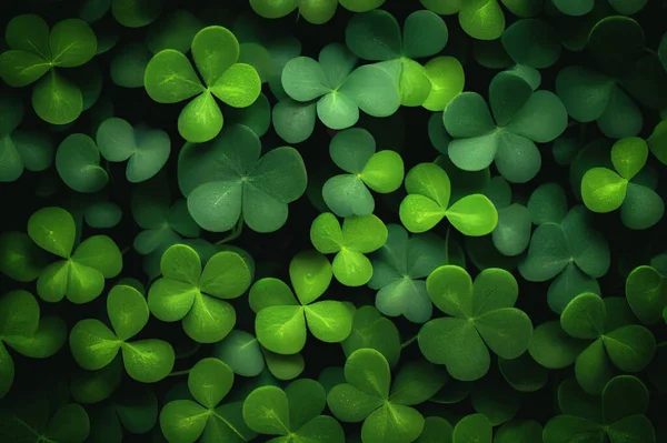 Green leaves pattern,leaf Shamrock lucky four leaf clover in the field for St. Patricks Day backgrounds