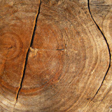 Eski ahşap enine kesiği. Yüksek kalite fotoğraf