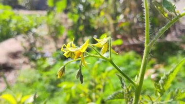 Sarı çiçekli domates.