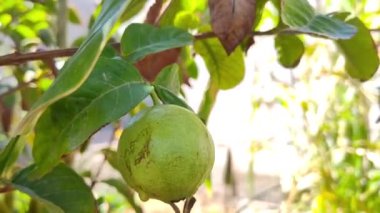 Dalı olan olgun guava meyvesi.