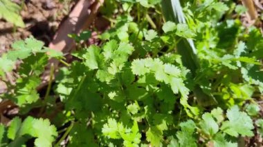 Yerde taze yeşil yapraklar var.