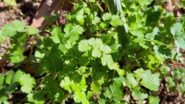 yeşil yapraklar kişniş, bitki ve yapraklar