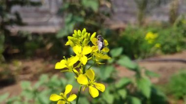 Sarı hardal bahçeye çiçek eker.