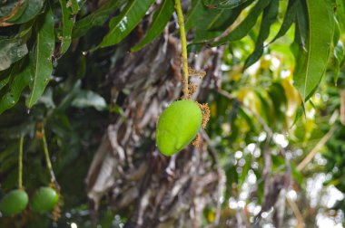 Yeşil mango meyve ağacı üzerinde