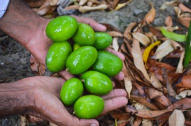 Ağaçta taze yeşil limon tutarken ellerinizi kapatın.