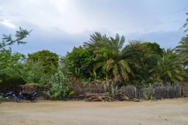 Parktaki palmiye ağaçları