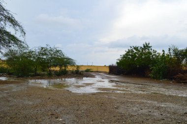 Ağaçları ve evi olan bir yol manzarası.