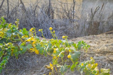 Yeşil kabak. Kuru bir zeminde yetişen sarı çiçeğin dikey görüntüsü.