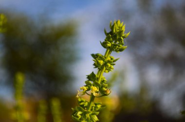 Mavi gökyüzünün arka planında yeşil bir bitki kutsal fesleğen