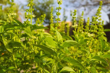Mavi gökyüzünün arka planında yeşil bir bitki kutsal fesleğen
