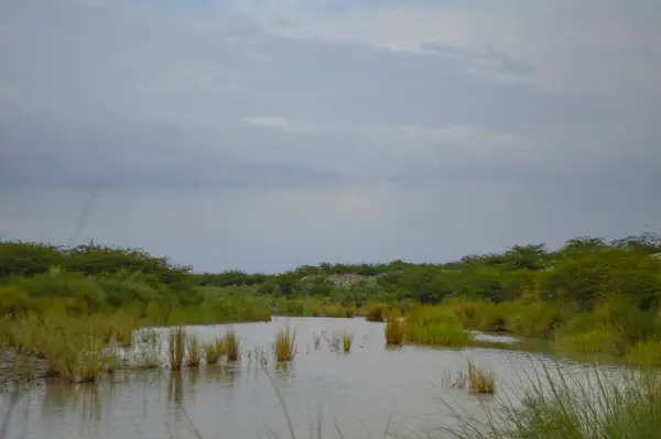 Küçük bir nehri olan yeşil çimlerin güzel bir görüntüsü.