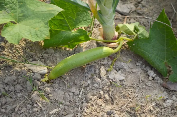 Bahçede yeşil kabak