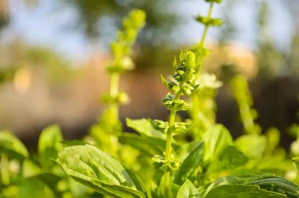 Bahçedeki Ayurveda Tulsi yaprağını kapatın.