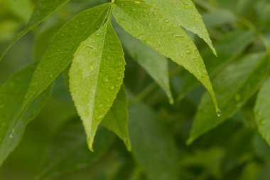 Filtresiz ve düzeltmesiz doğal doğa