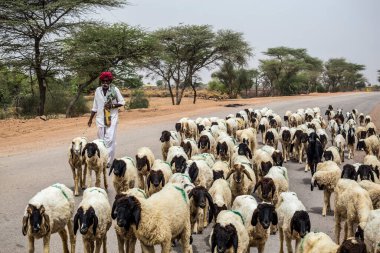 Eski bir Rajasthani çoban köpeği portresi. Fotoğraf 13 Ağustos 2018 'de Hindistan' ın Rajasthan eyaletinde çekildi..