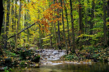 Forest scenery in the most spectacular period of the year autumn. Photo taken on 1st of November 2020 during a hike on the Susara gorges, National Park Cheile Nerei in Romania. clipart