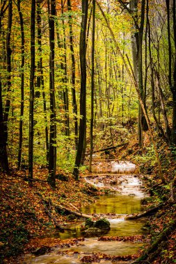 Forest scenery in the most spectacular period of the year autumn. Photo taken on 1st of November 2020 during a hike on the Susara gorges, National Park Cheile Nerei in Romania. clipart