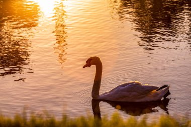 Dramatik, güzel, turuncu bir gün batımında gölde kuğu. Fotoğraf 27 Haziran 2020 'de çekildi..   