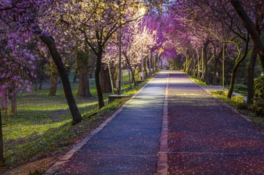 Baharda, Bega Nehri kıyısında açtığı kiraz ağacı patikası. Fotoğraf: 2 Nisan 2022, Timisoara, Timis County, Romanya.