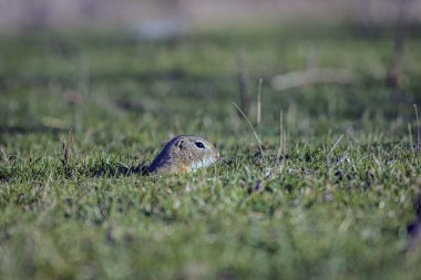 Avrupalı yer sincabı (Spermophilus citellus), Avrupalı souslik olarak da bilinir. Fotoğraf 27 Mart 2022 'de çekildi, Calacea köyü yakınlarında, Timis ilçesi, Romanya, Avrupa.
