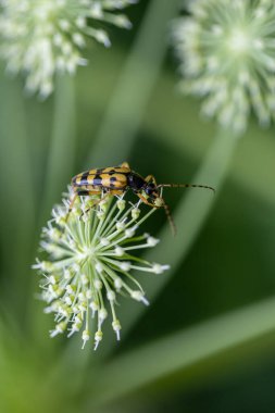 Benekli Longhorn 'u ya da çiçekten çıkan polen nektarıyla beslenen Rutpela maculata böceğini yakından izleyin. Fotoğraf 31 Temmuz 2022 'de Romanya' nın Caras-Severin İlçesi, Marului bölgesinde çekildi..