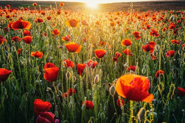 Sun setting over a huge field of red poppies (Papaver rhoeas). Photo taken in 15th of May 2022, on a field near Timisoara, Timis county, Romania. clipart