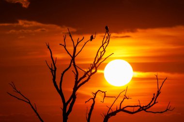 Tree and bird silhouettes during a dramatic sunset. Photo taken on 6th of May 2023, near Charlottenburg, Timis county, Romania. clipart