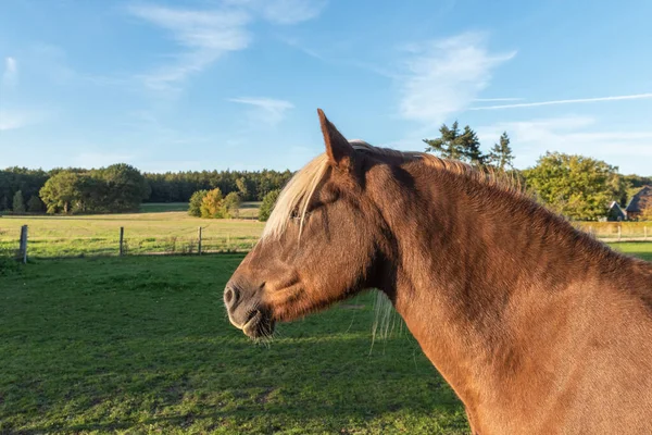Side View Head Domestic Horse Evening Light — Stock Photo, Image