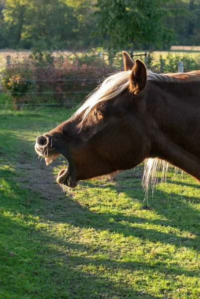 Portrait Yawning Domestic Horse Evening Light — Stock Photo, Image
