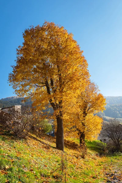Two Trees Yellow Autumn Foliage Sunny Day — Stock Photo, Image