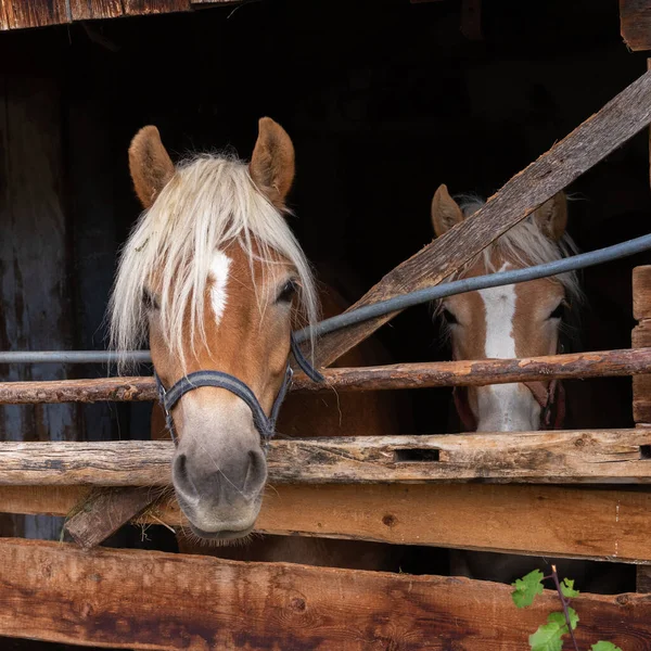 Two Horses Look Out Stall — Stock Photo, Image