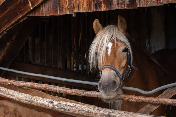Horse Looks Out Stall — Stock Photo, Image