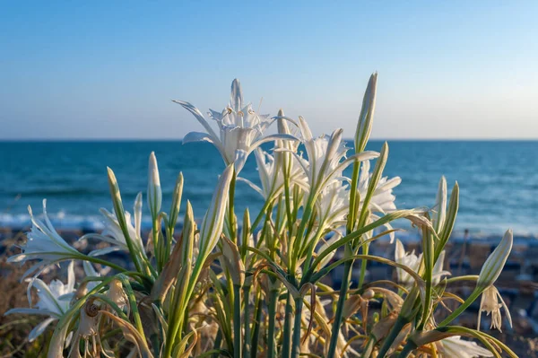 Türk Kıyılarında Bir Grup Nergis Çiçeği Pancratium Maritimum — Stok fotoğraf