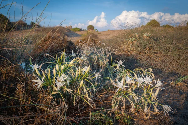 Grupper Påsklilja Blommor Pancratium Maritimum Sanddynerna Den Turkiska Kusten — Stockfoto
