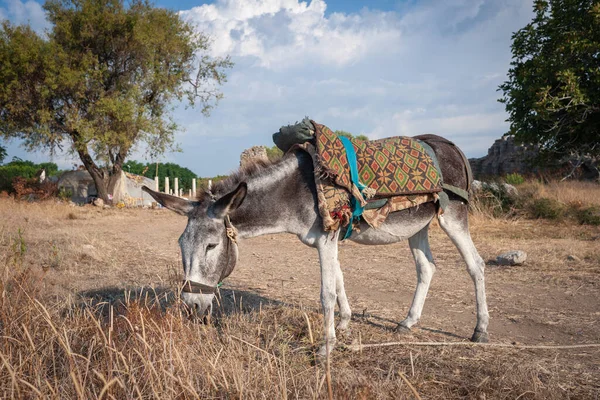 Domestic Donkey Eats Dry Desert Vegetation — Stock Photo, Image