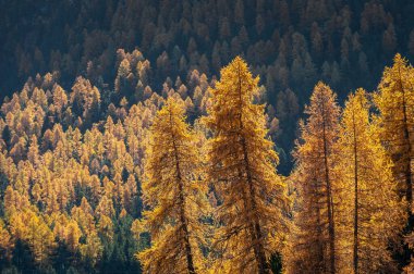 Autumn larch forest in the swiss alps under backlight