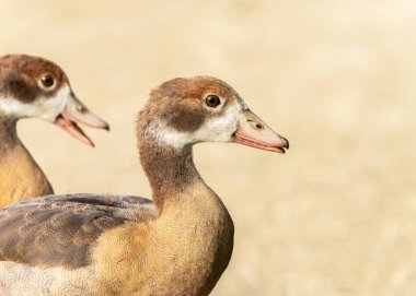 Hafif bir arkaplan üzerinde bir Gosling Mısırlı kaz portresi (Alopochen aegyptiaca)