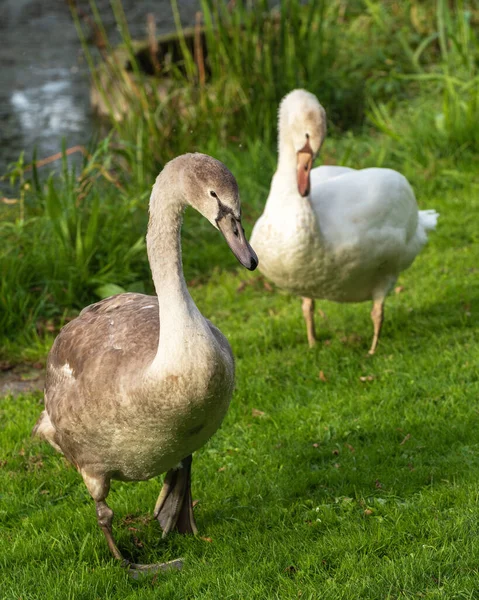 Dos Cisnes Mudos Jóvenes Cygnus Olor Césped Segado Del Parque — Foto de Stock