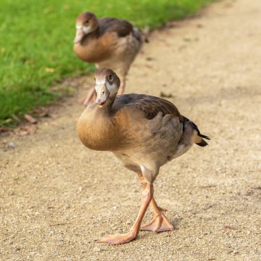 Genç Mısır kazları (Alopochen aegyptiaca) parkta yol boyunca yürürler.