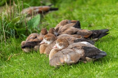 Mısırlı bir kaz ailesi (Alopochen aegyptiaca) yeşil bir çayırda dinleniyor.
