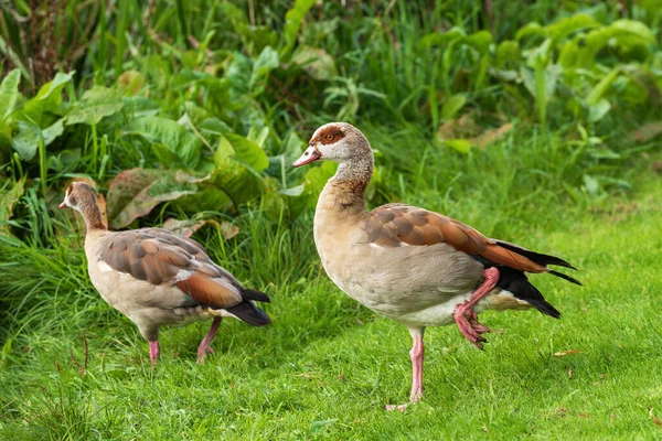 stock image Portrait of an adult male Egyptian goose (Alopochen aegyptiaca) resting on one leg with a female descending towards the water in the background