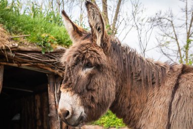 Profildeki kahverengi bir eşeğin başı.