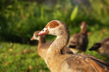 Erkek bir Nil kazının başı (Alopochen aegyptiaca)