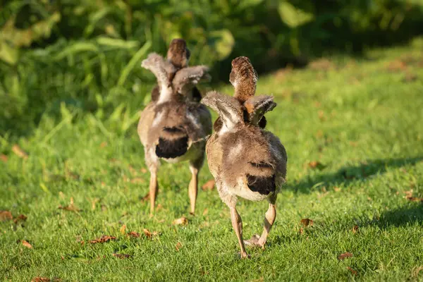 Two goslings (Alopochen aegyptiaca) with raised wings running away from the photographer