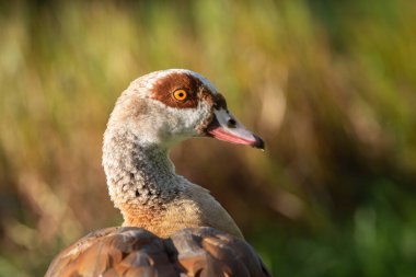 Yetişkin bir Mısır kazı portresi (Alopochen aegyptiaca) doğal bir arka plana karşı