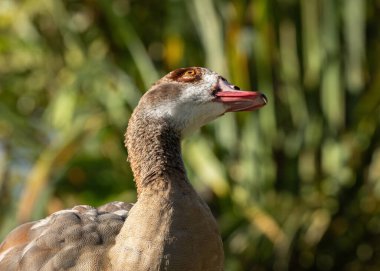 Yetişkin bir Nil kazı portresi (Alopochen aegyptiaca) gökyüzüne bakıyor