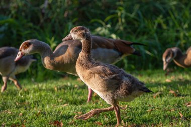 Yetişkin bir kaz (Alopochen aegyptiaca) yanında bir Nil kuşu çayırda yürür)
