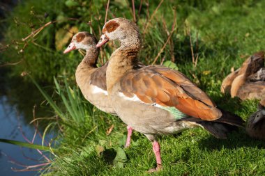 Bir çift yetişkin Mısırlı kaz (Alopochen aegyptiaca) bir göletin kıyısında dinleniyor.
