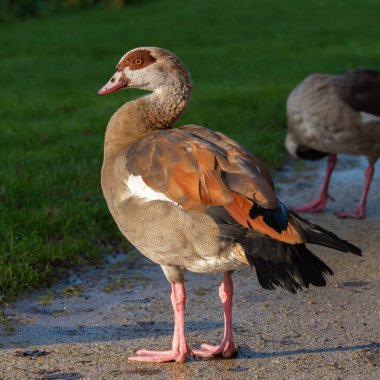 Bir park yolunda yetişkin bir erkek kazın (Alopochen aegyptiaca) tam boy portresi